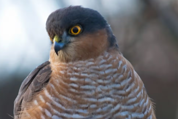 Protected Sparrowhawk Dies in Illegal Scottish Trap