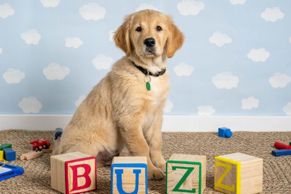 Puppy Power: Trainee Guide Dog ‘Buzz’ Takes Center Stage in Toy-Themed Photoshoot