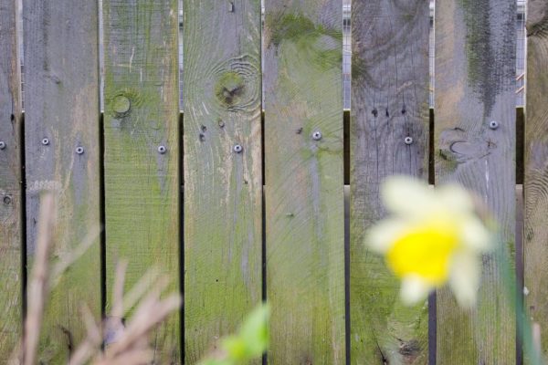 Simple 57p Solution Clears Persistent Garden Fence Algae